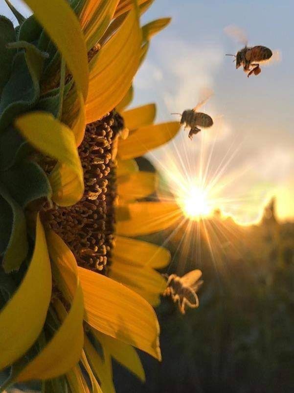 apis mellifica, girasol y sol 💛